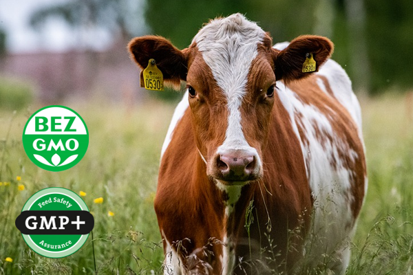 Koncentrat białkowo energetyczny BO 30 MSRS